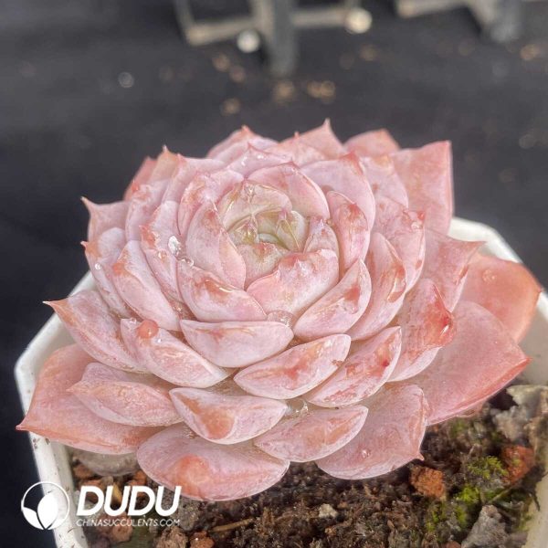 Echeveria Queen Ellie - Image 2