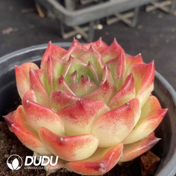 Echeveria Shane - Image 2