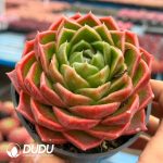 Echeveria Hermes Orange - Image 2