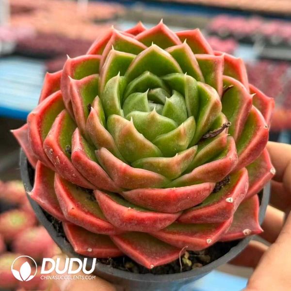 Echeveria Hermes Orange - Image 2