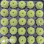 Echeveria Xiangfei - Image 2