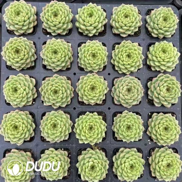 Echeveria Xiangfei - Image 2