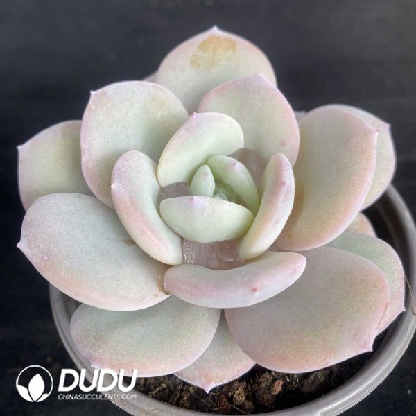 Echeveria Matcha - Image 2