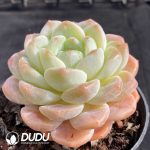 Echeveria X7 - Image 2