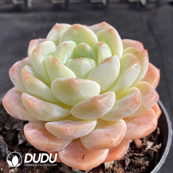 Echeveria X7 - Image 2