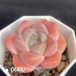 Echeveria X6-03 - Image 2