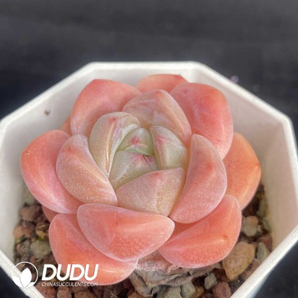 Echeveria X6-03 - Image 2