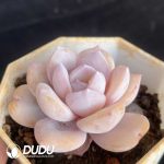 Echeveria Matcha - Image 2