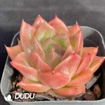 Echeveria Snow Angel - Image 2