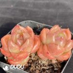 Echeveria Snow Angel Double Head - Image 2