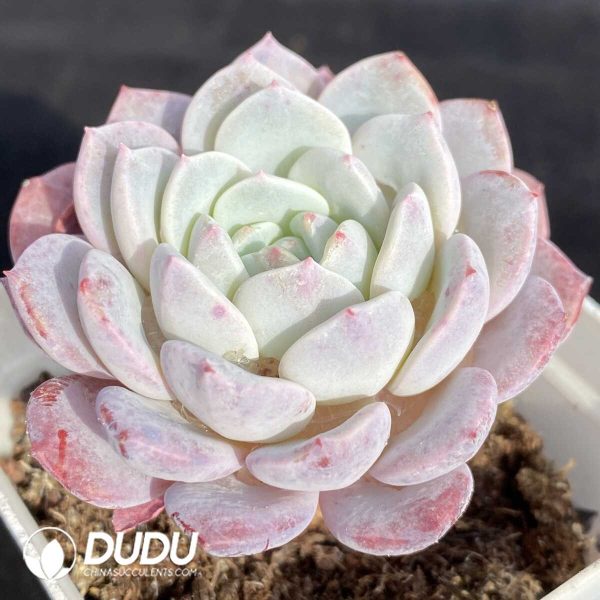 Echeveria Lafite - Image 2