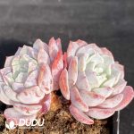 Echeveria Lafite Double Heads - Image 2