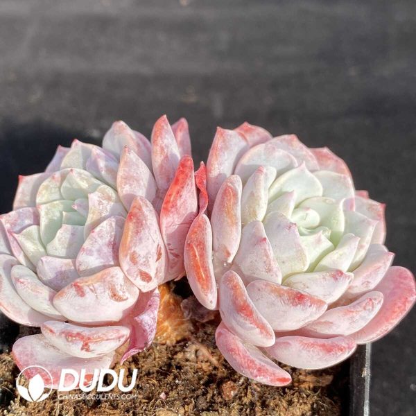Echeveria Lafite Double Heads - Image 2