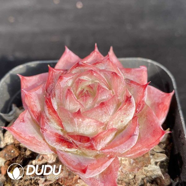 Echeveria Lonly Star - Image 2