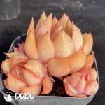 Echeveria Pink Dragon Clustering - Image 2