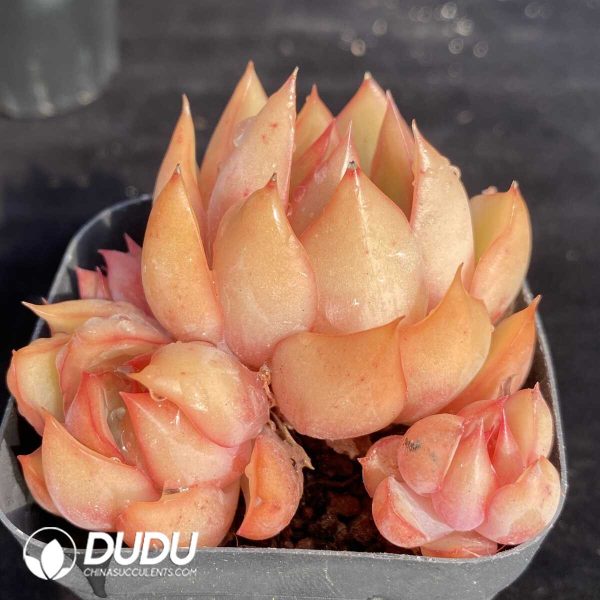 Echeveria Pink Dragon Clustering - Image 2
