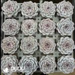 Echeveria Black Orange - Image 2