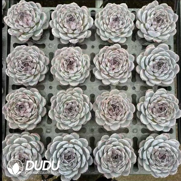 Echeveria Black Orange - Image 2