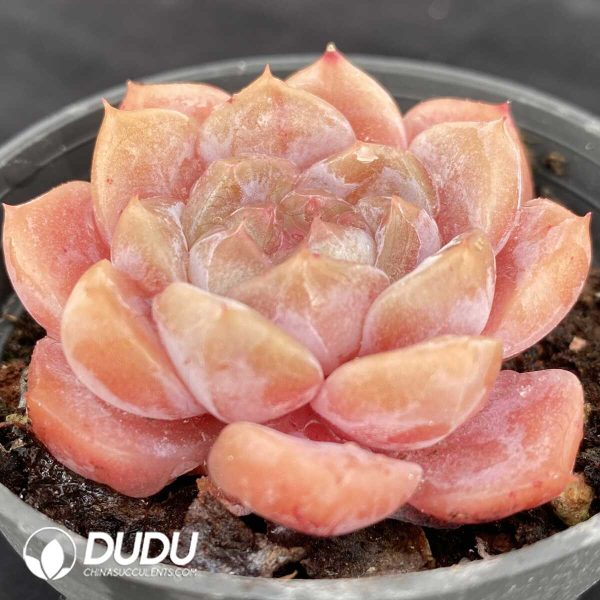 Echeveria Pure Love - Image 2