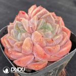 Echeveria Pure Love Double Head - Image 2