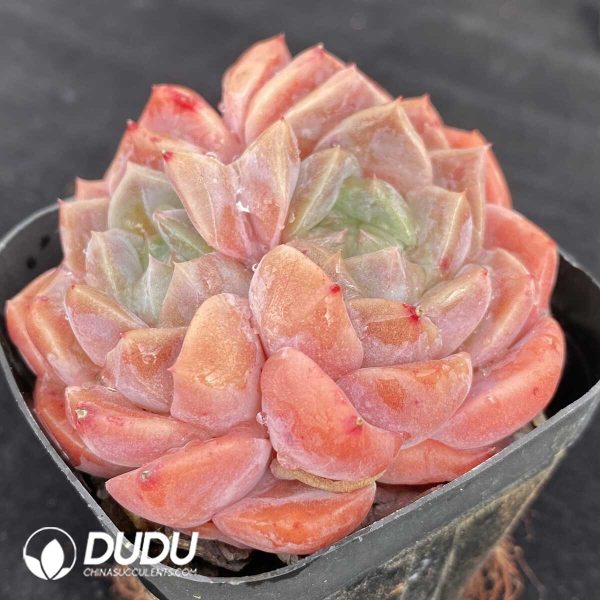 Echeveria Pure Love Double Head - Image 2