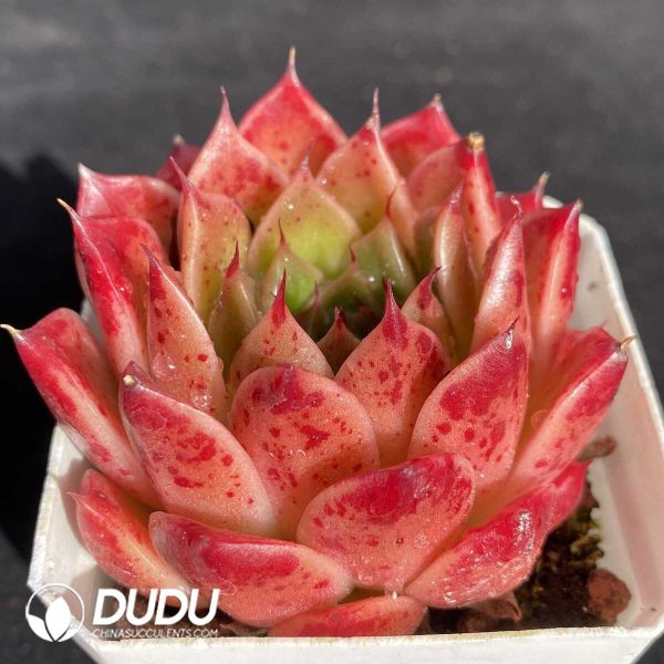 Echeveria Anston - Image 2