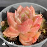 Echeveria Snow Angel - Image 2