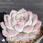 Echeveria Casio Variegated - Image 2