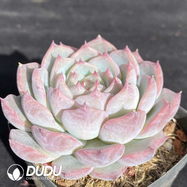 Echeveria Casio Variegated - Image 2