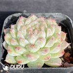 Echeveria Diamond - Image 2