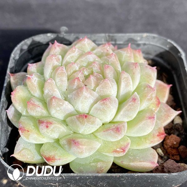 Echeveria Diamond - Image 2