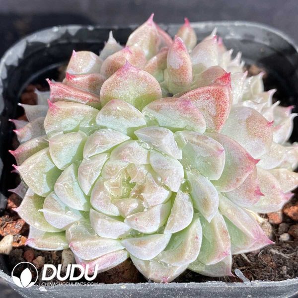 Echeveria Diamond Clustering - Image 2