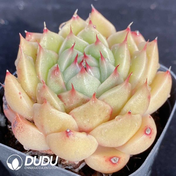 Echeveria Silver Snow - Image 2