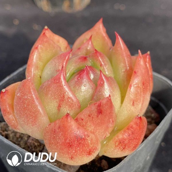 Echeveria Jiliyan - Image 2