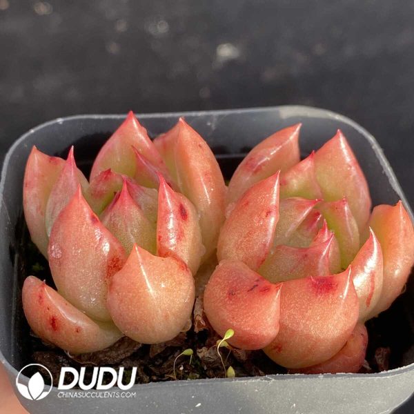 Echeveria Jiliyan Double Head - Image 2