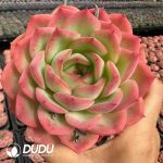 Echeveria Flat Peach - Image 2