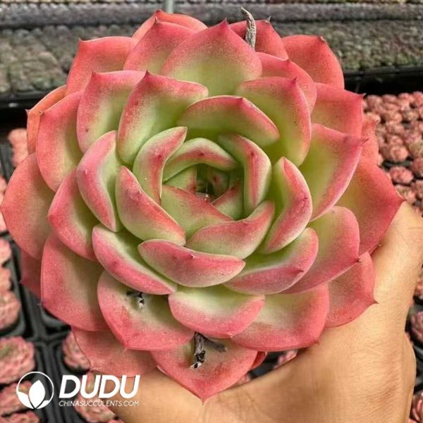 Echeveria Flat Peach - Image 2