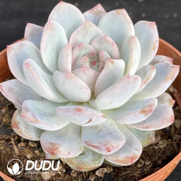 Echeveria Orange Monroe - Image 2