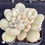 Echeveria Moon Ivory - Image 2