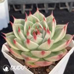 Echeveria Tosca - Image 2