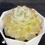 Echeveria G3-06 - Image 2