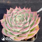 Echeveria Tianshangrenjian - Image 2