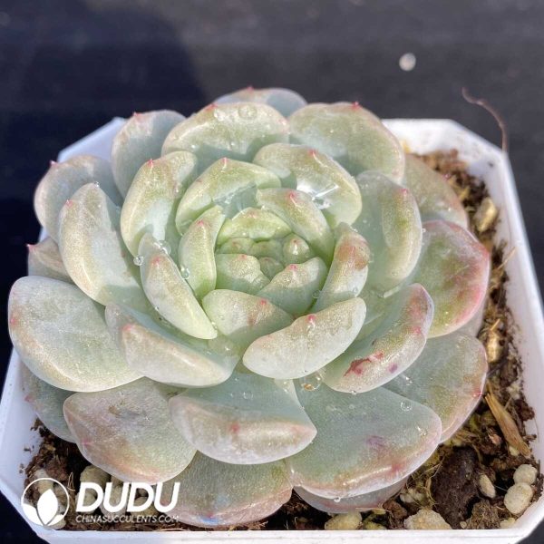 Echeveria Avocado - Image 2