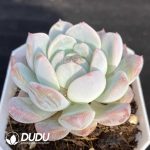 Echeveria Green Grape - Image 2