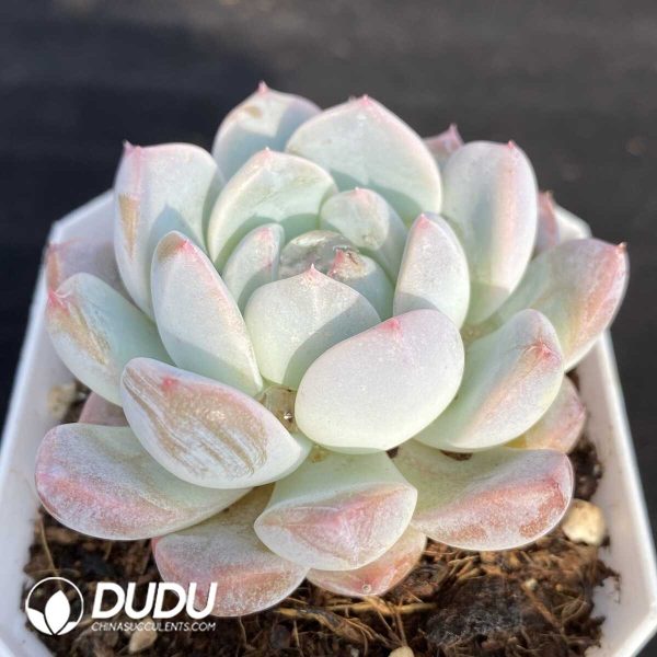 Echeveria Green Grape - Image 2