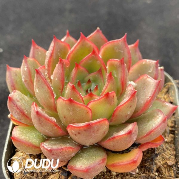 Echeveria Red Bells - Image 2