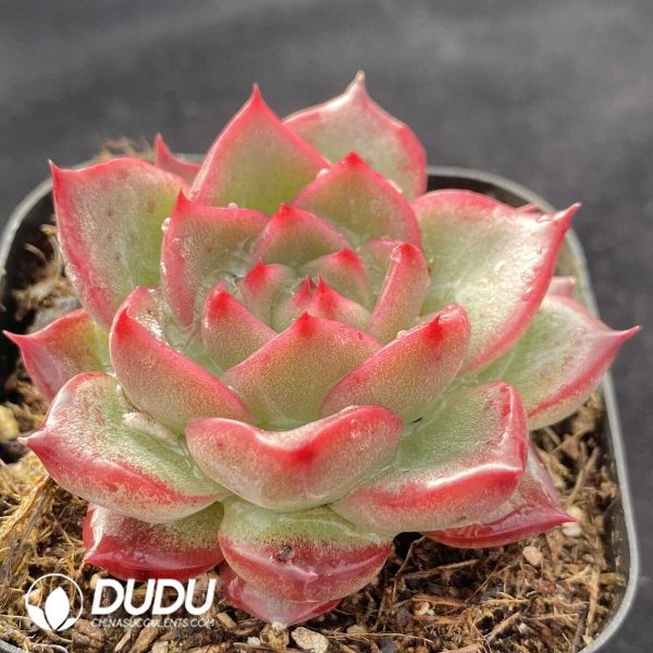 Echeveria Jin Luo Liditi - Image 2