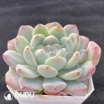 Echeveria X1 - Image 2