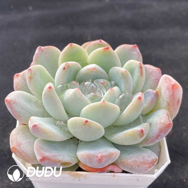 Echeveria X1 - Image 2