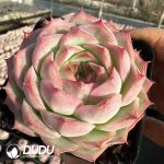 Echeveria Honey Trap - Image 2